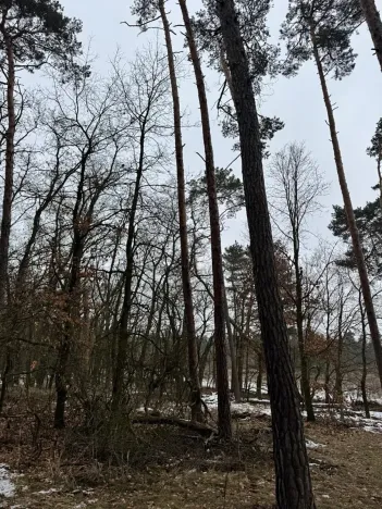 Prodej podílu lesa, Černěves, 892 m2
