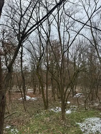 Prodej podílu lesa, Černěves, 2638 m2