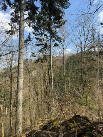 Prodej podílu lesa, Železný Brod, 11060 m2