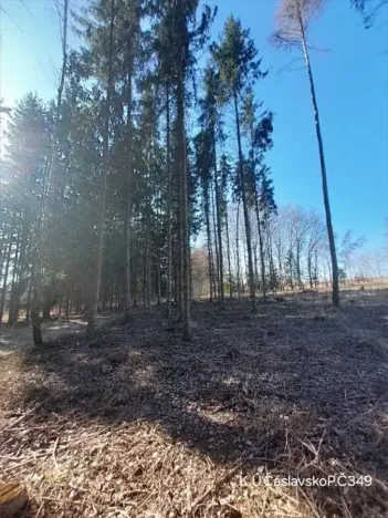 Prodej lesa, Čáslavsko, 6207 m2