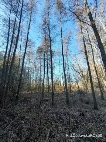 Prodej lesa, Čáslavsko, 6207 m2