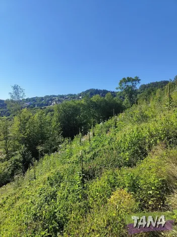 Prodej lesa, Benešov u Semil, 4922 m2