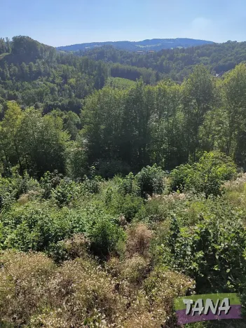 Prodej lesa, Benešov u Semil, 4922 m2