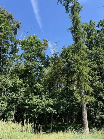 Prodej podílu lesa, Kněžmost, 1568 m2