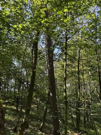Prodej podílu lesa, Kněžmost, 1568 m2