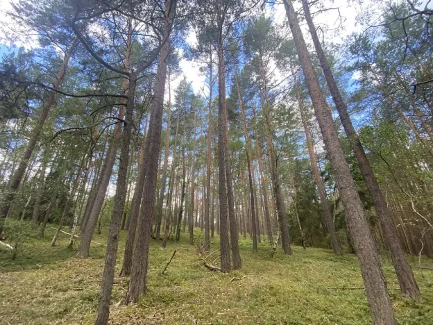 Prodej lesa, Chlumany, 4760 m2