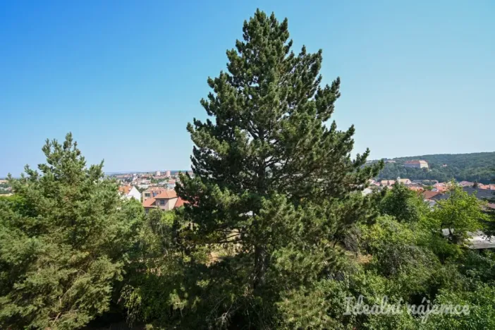 Pronájem bytu 2+1, Náměšť nad Oslavou, Zborovská, 48 m2