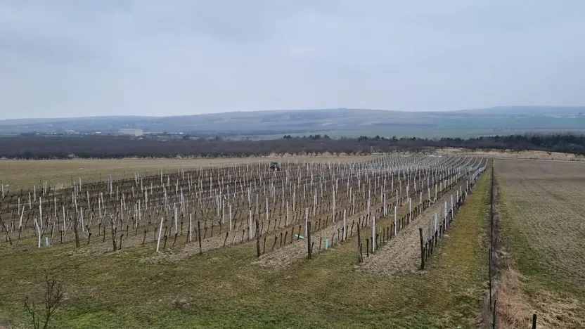 Prodej sadu/vinice, Velké Němčice, 90000 m2