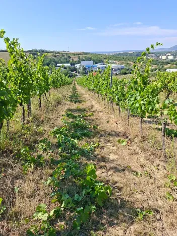 Prodej sadu/vinice, Velké Němčice, 90000 m2
