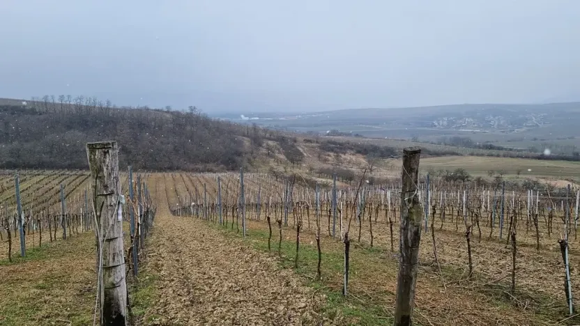 Prodej sadu/vinice, Perná, 132000 m2