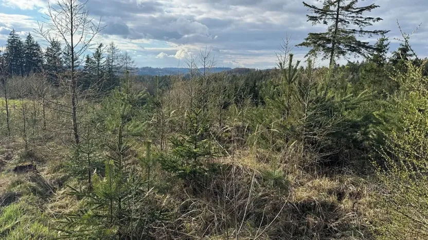 Prodej lesa, Pecka, 35108 m2