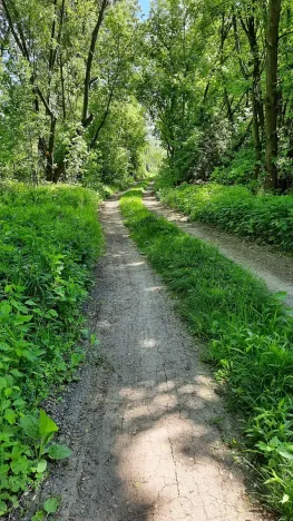 Prodej rybníku, Bulhary, 350 m2