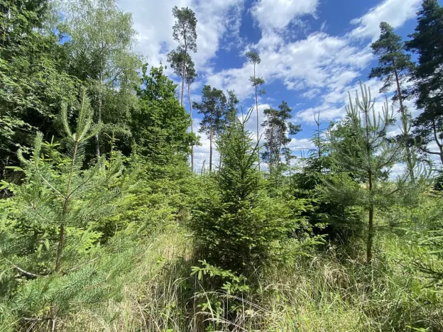 Prodej lesa, Slabčice - Nemějice, 1272 m2