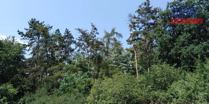 Prodej lesa, Kaceřov, 3180 m2