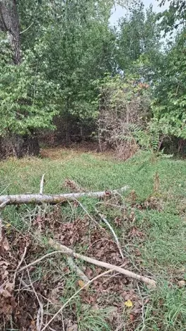 Prodej lesa, Podivín, 869 m2