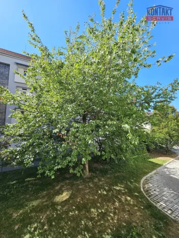Pronájem bytu 2+kk, České Budějovice, Hálkova, 47 m2