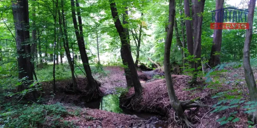 Prodej lesa, Hrabyně, 2404 m2
