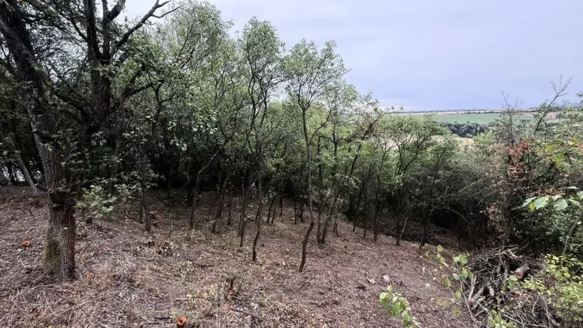 Prodej zahrady, Brandýsek, 464 m2