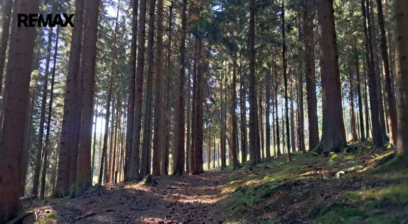 Prodej lesa, Hlavňovice, 56930 m2