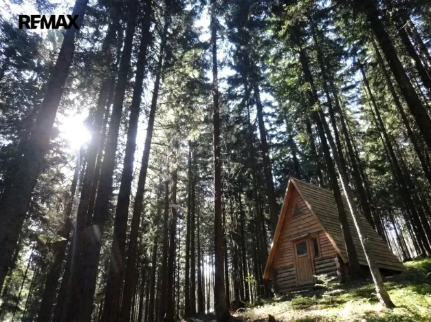 Prodej lesa, Hlavňovice, 56930 m2