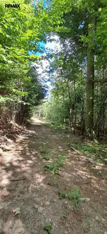 Prodej lesa, Hlavňovice, 5194 m2