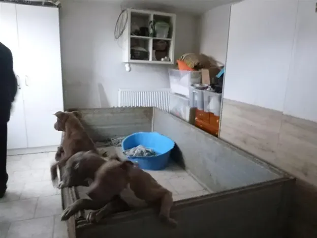 Dražba rodinného domu, Liběšice, 48 m2