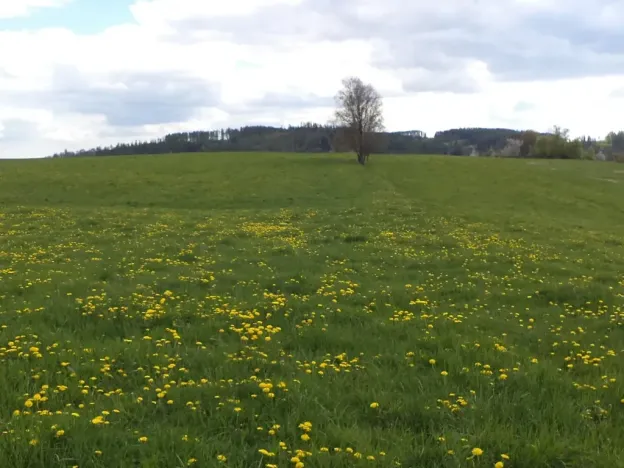 Dražba louky, Staré Město, 10063 m2