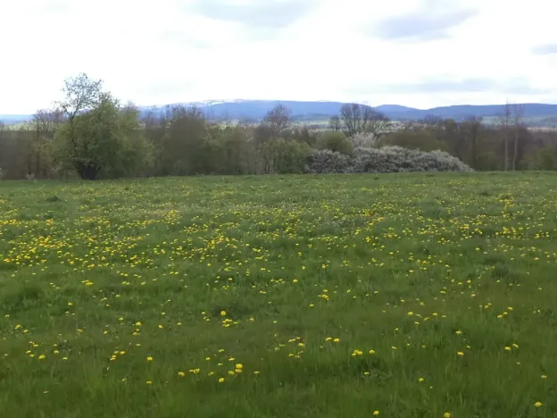 Dražba louky, Staré Město, 10063 m2