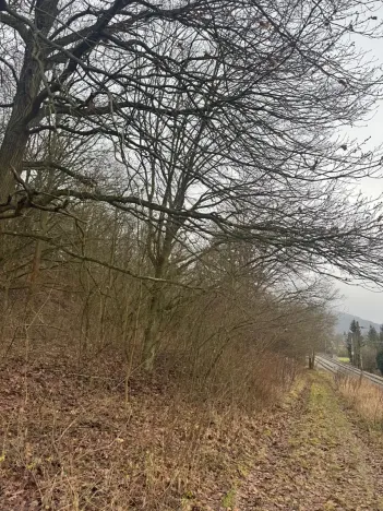 Prodej lesa, Ústí nad Labem, 36788 m2