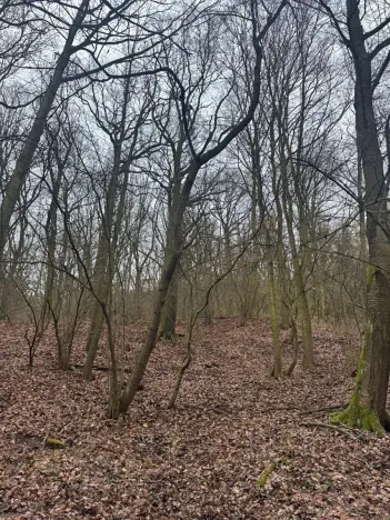 Prodej lesa, Ústí nad Labem, 36788 m2