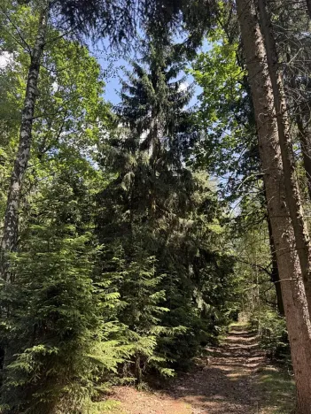 Prodej podílu lesa, Zádolí, 12979 m2