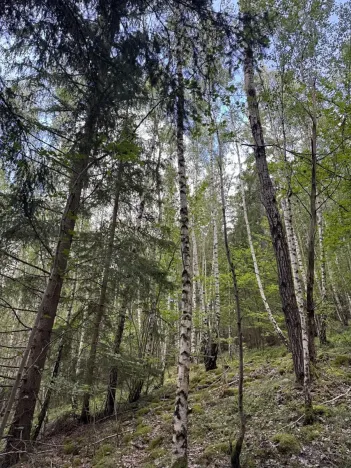 Prodej lesa, Kratušín, 6930 m2
