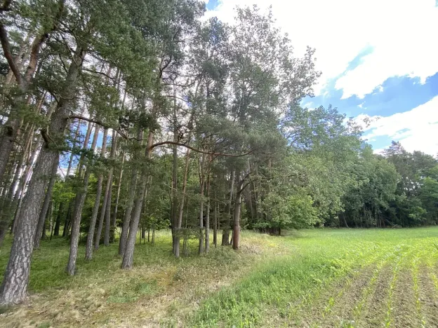 Prodej lesa, Slabčice - Nemějice, 1004 m2