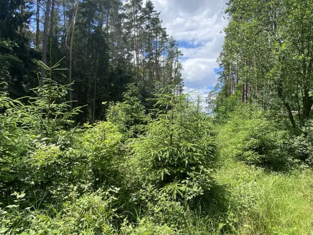 Prodej lesa, Slabčice - Nemějice, 1004 m2