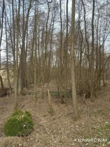 Prodej lesa, Dolní Hořice, 2471 m2
