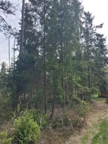 Prodej lesa, Žirovnice, 2374 m2