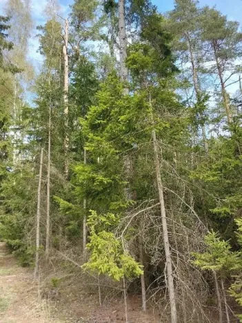 Prodej lesa, Žirovnice, 2374 m2