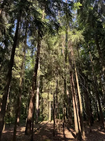 Prodej lesa, Jestřebí, 18879 m2