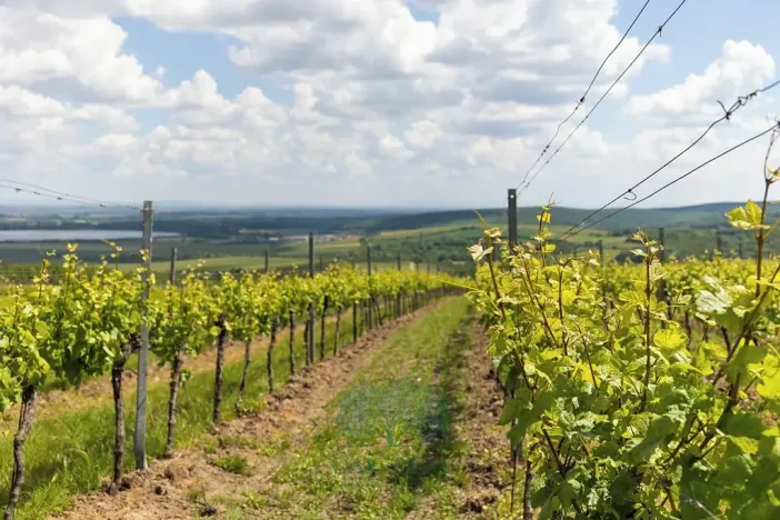 Prodej činžovního domu, Pavlov, Na Návsi, 368 m2