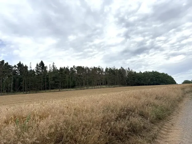 Prodej lesa, Rybníky, 27968 m2