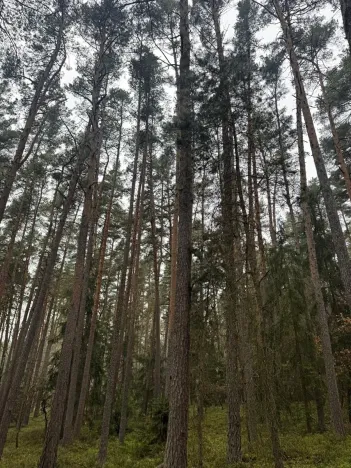 Prodej podílu lesa, Koloveč, 11497 m2