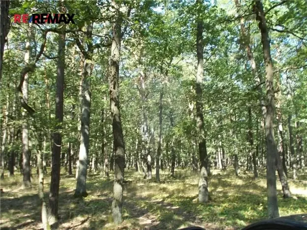 Prodej podílu lesa, Vážany, 38449 m2
