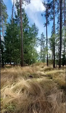 Prodej lesa, Červená Řečice, 1375 m2