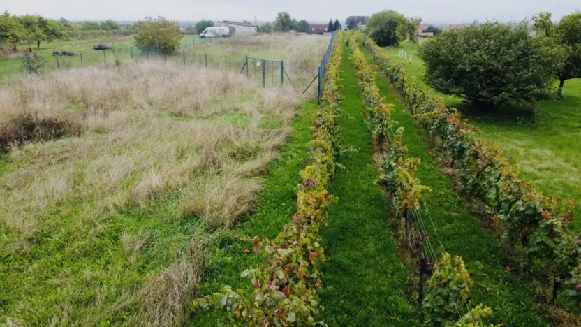 Prodej sadu/vinice, Týnec, Náves, 1237 m2