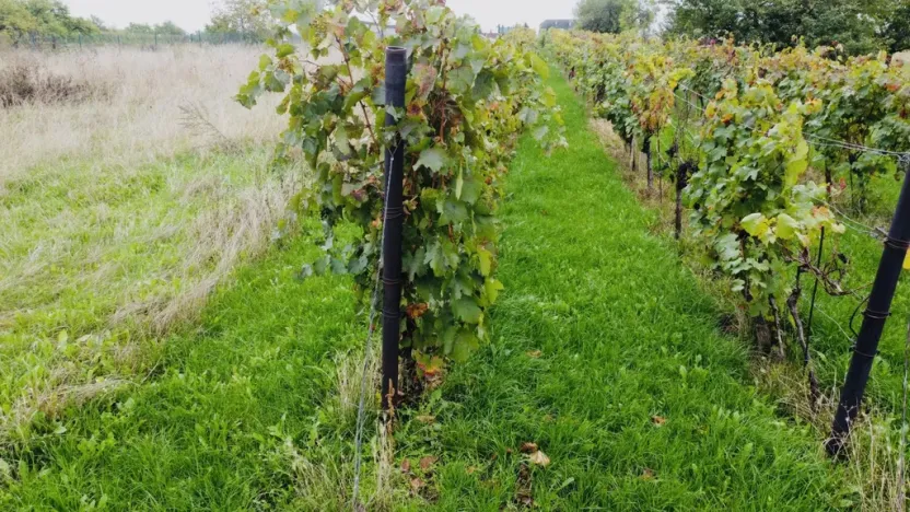 Prodej sadu/vinice, Týnec, Náves, 1237 m2