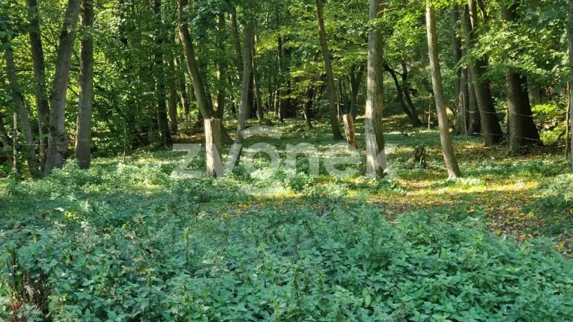 Prodej lesa, Halenkovice, 1620 m2