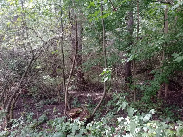 Prodej pozemku, Brod nad Dyjí, 6724 m2