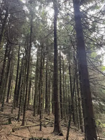 Prodej podílu lesa, Proseč pod Ještědem, 3598 m2