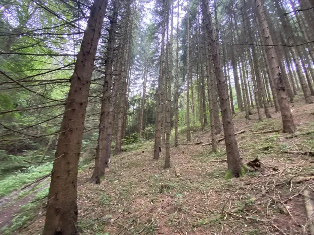 Prodej lesa, Strážná, 11485 m2