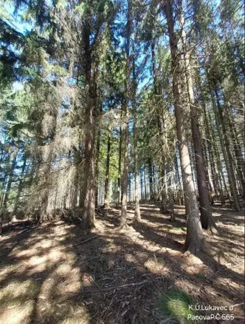 Prodej lesa, Lukavec, 1766 m2